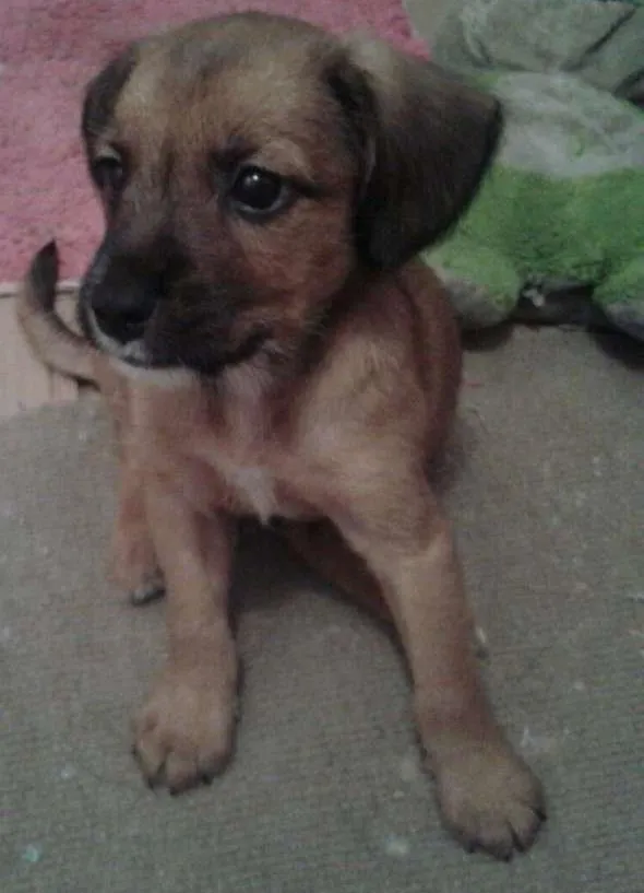 Cachorro ra a SRD idade 2 a 6 meses nome Adote Maik