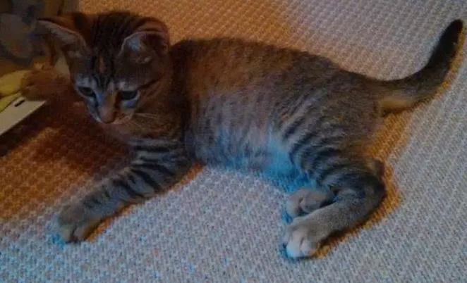 Gato ra a SRD idade 2 a 6 meses nome Adote Safira