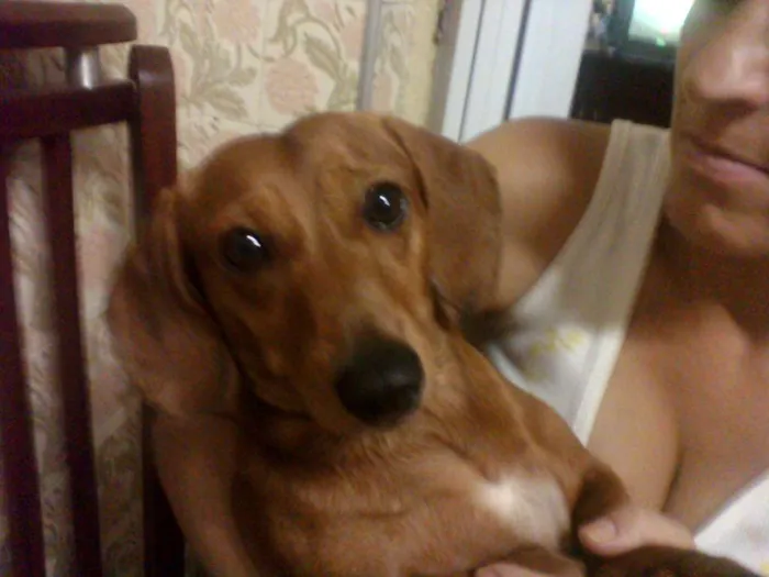 Cachorro ra a dachs Basset idade 6 ou mais anos nome Branco e Dinha