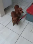 Branco e Dinha