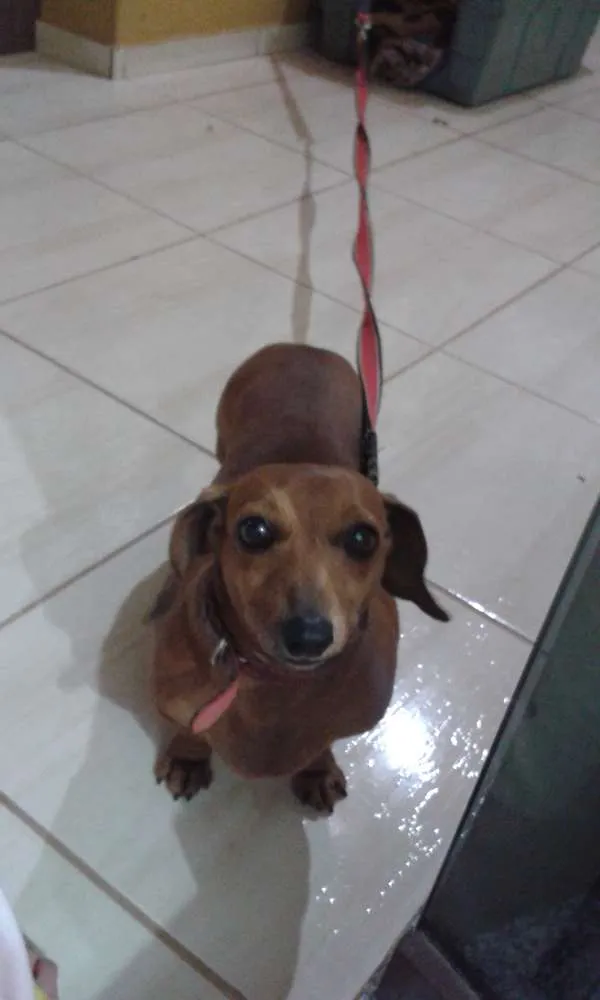 Cachorro ra a dachs Basset idade 6 ou mais anos nome Branco e Dinha