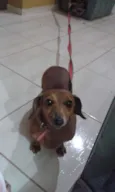 Branco e Dinha