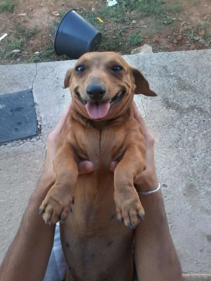 Cachorro ra a dachs Basset idade 6 ou mais anos nome Branco e Dinha