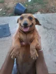 Branco e Dinha