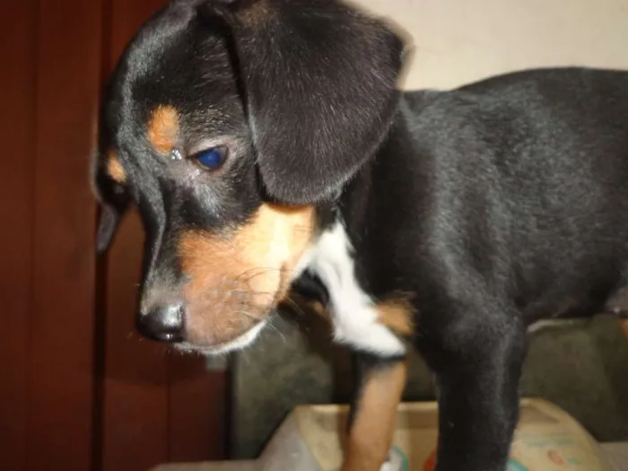 Cachorro raça SRD idade 2 a 6 meses nome Pretinha