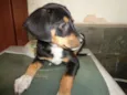 Pretinha
