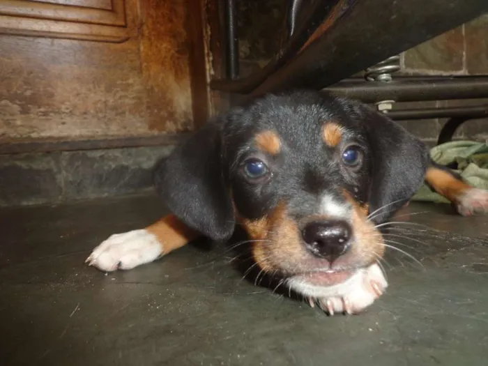Cachorro raça SRD idade 2 a 6 meses nome Pretinha
