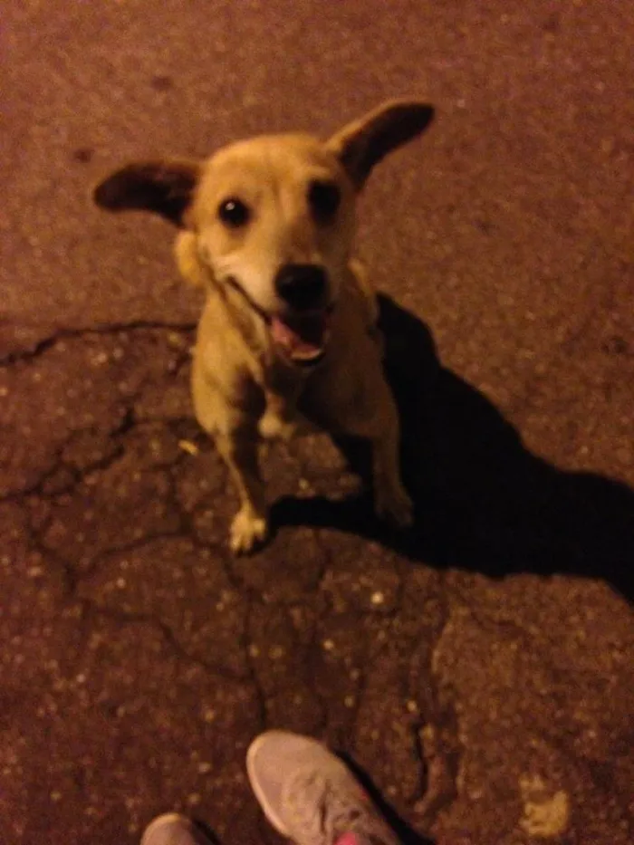 Cachorro ra a Sem raça idade 4 anos nome Não Sei