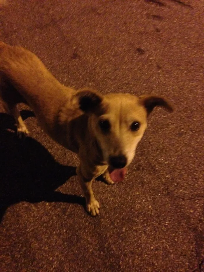 Cachorro ra a Sem raça idade 4 anos nome Não Sei