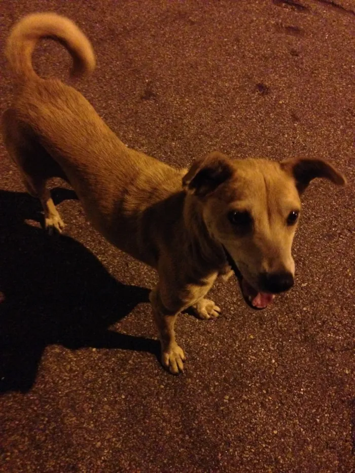 Cachorro ra a Sem raça idade 4 anos nome Não Sei
