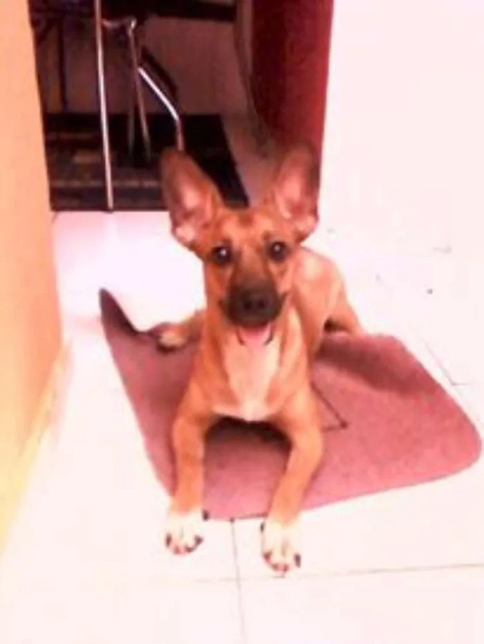 Cachorro raça SRD idade 1 ano nome SOPHIA