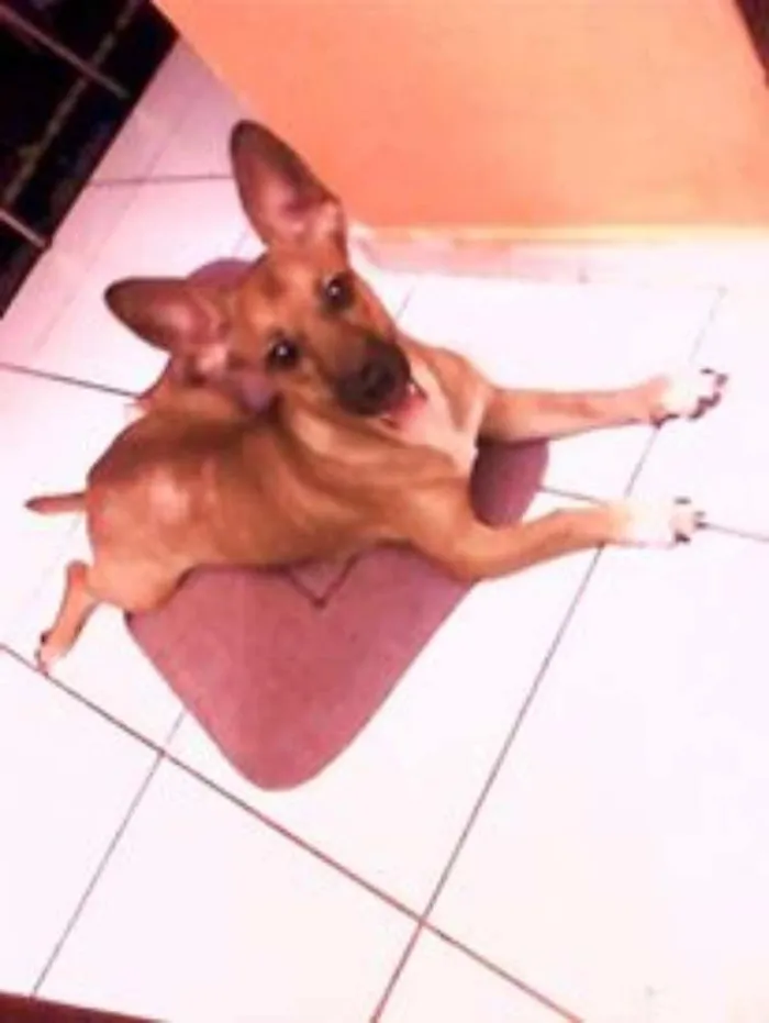Cachorro raça SRD idade 1 ano nome SOPHIA