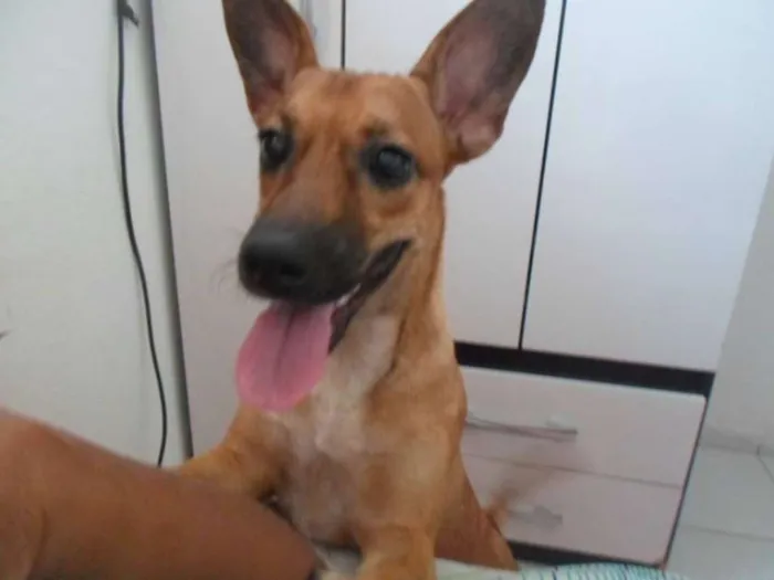 Cachorro raça SRD idade 1 ano nome SOPHIA