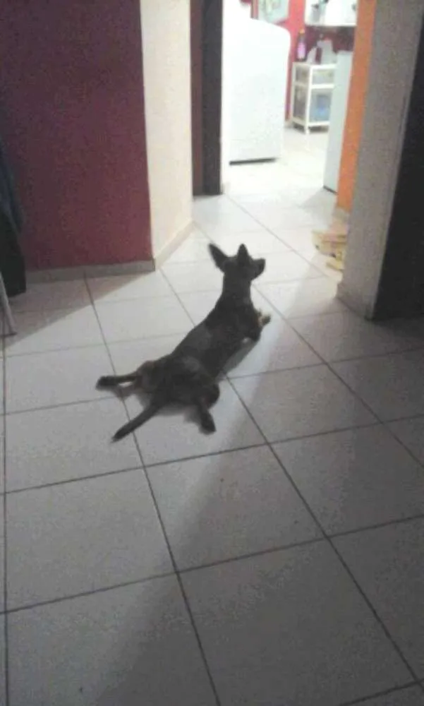 Cachorro raça SRD idade 1 ano nome SOPHIA