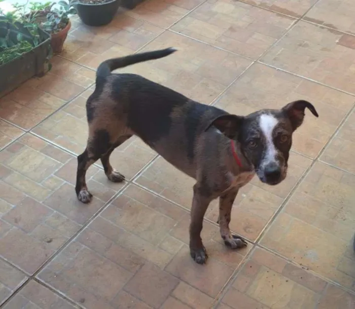 Cachorro raça vira lata idade 2 a 6 meses nome Mel