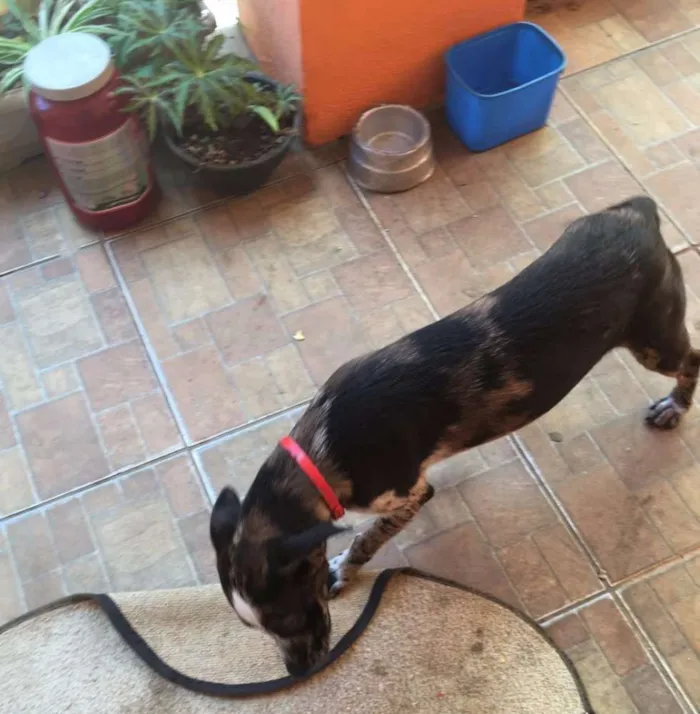 Cachorro raça vira lata idade 2 a 6 meses nome Mel