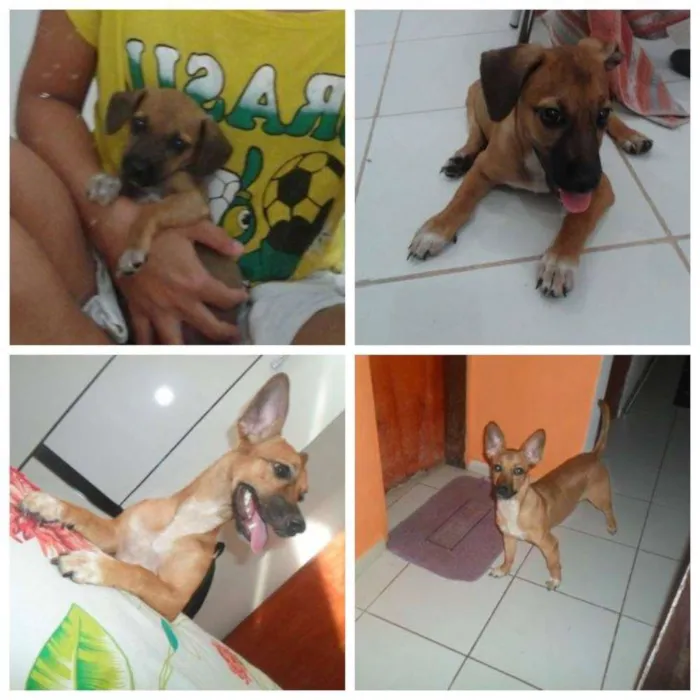 Cachorro raça SRD idade 1 ano nome SOPHIA