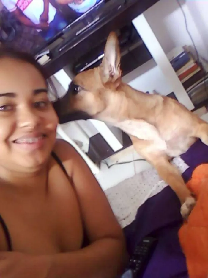 Cachorro raça SRD idade 1 ano nome SOPHIA