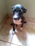Preta