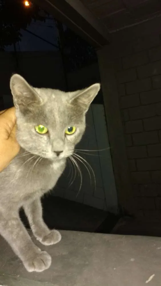 Gato ra a Indefinida idade 7 a 11 meses nome Não tem