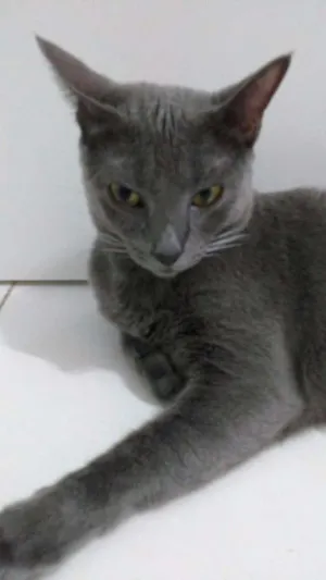 Gato raça Indefinida idade 7 a 11 meses nome Não tem