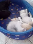 gatos filhotes