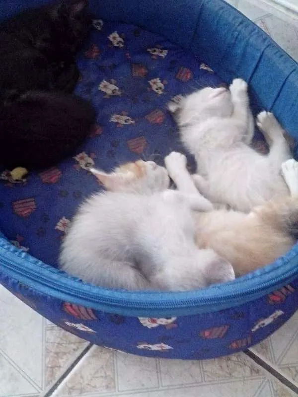 Gato ra a  idade Abaixo de 2 meses nome gatos filhotes