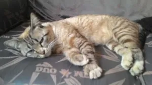 Gato raça SRD idade 2 anos nome Lady