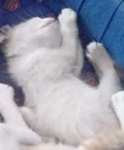 Gato raça  idade Abaixo de 2 meses nome gatos filhotes