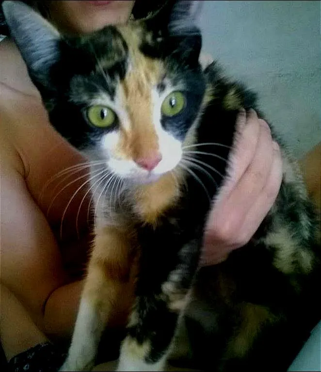 Gato ra a  idade 2 a 6 meses nome Sem nome