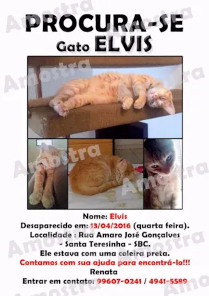 Gato raça SRD idade 1 ano nome ELVIS GRATIFICA