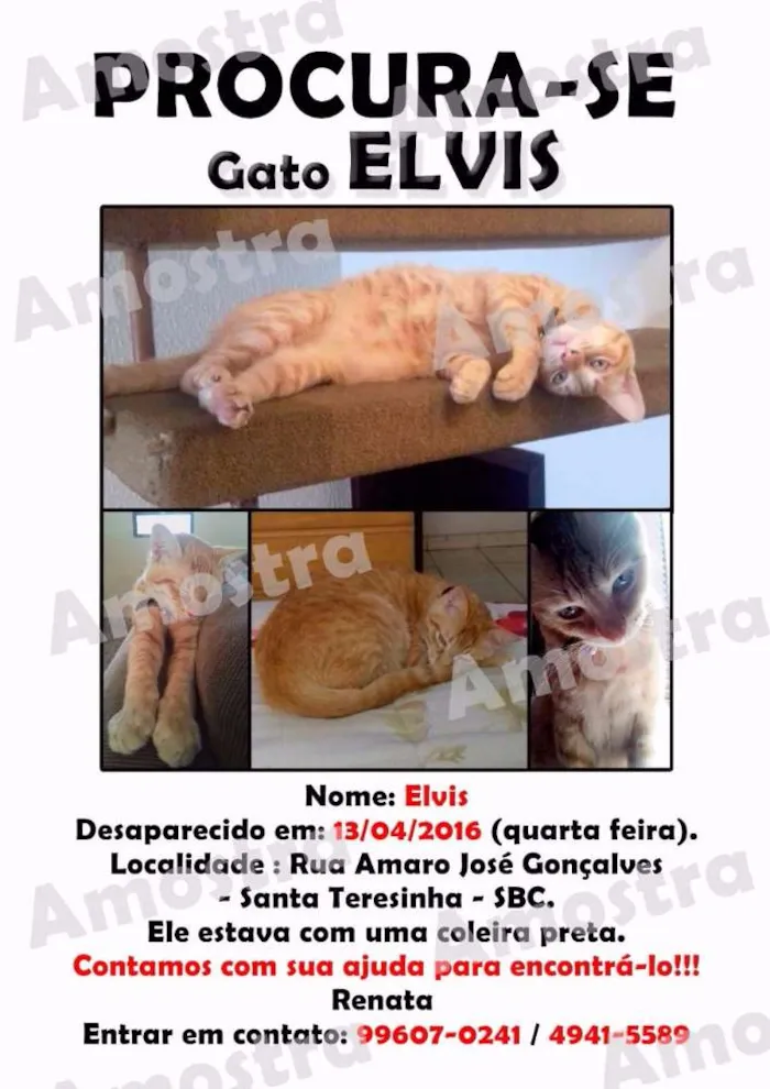 Gato ra a SRD idade 1 ano nome ELVIS GRATIFICA