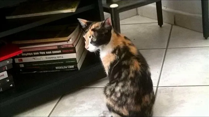 Gato ra a  idade 2 a 6 meses nome Sem nome
