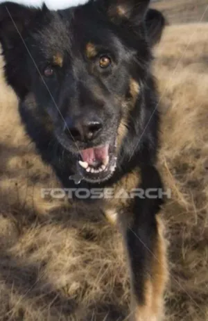 Cachorro raça não sei idade 5 anos nome Safira
