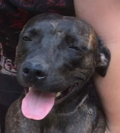 Cachorro ra a Pit bull mestiça idade 7 a 11 meses nome Tuana