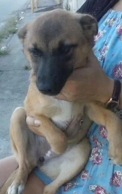 Cachorro ra a mestiça  idade 2 a 6 meses nome Kira