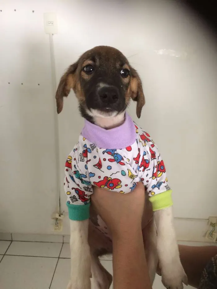 Cachorro ra a mestiço  idade 2 a 6 meses nome Tatu