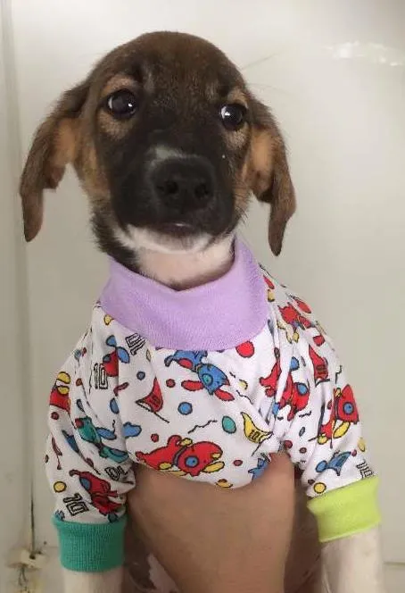 Cachorro ra a mestiço  idade 2 a 6 meses nome Tatu