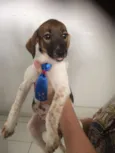 Panqueca