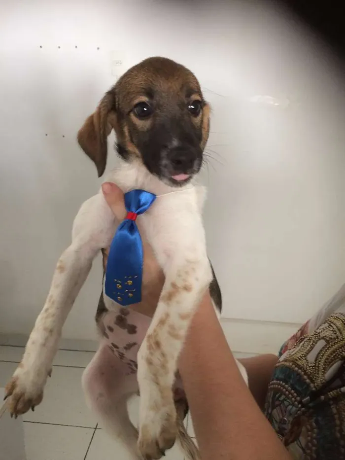 Cachorro ra a mestiço idade 2 a 6 meses nome Panqueca