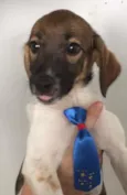 Panqueca