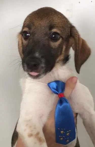 Cachorro ra a mestiço idade 2 a 6 meses nome Panqueca