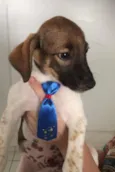 Panqueca