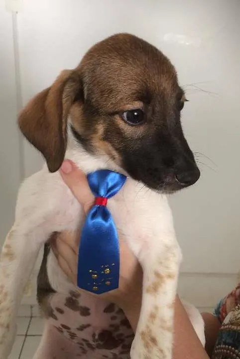 Cachorro ra a mestiço idade 2 a 6 meses nome Panqueca
