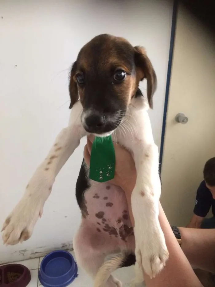 Cachorro ra a mestiço idade 2 a 6 meses nome Joca 