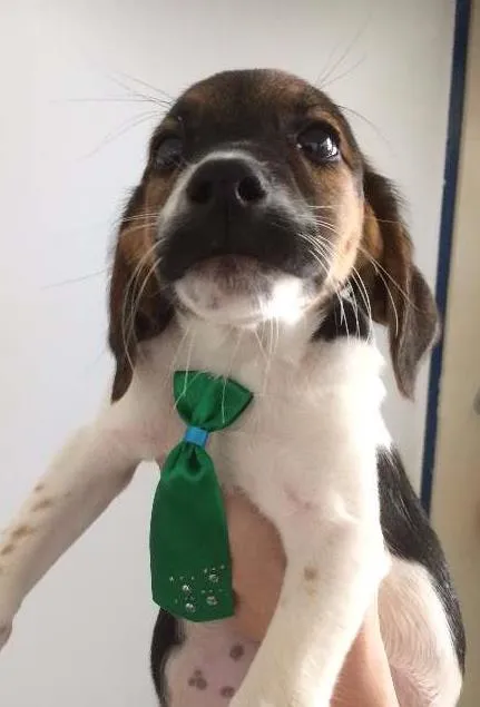 Cachorro ra a mestiço idade 2 a 6 meses nome Joca 