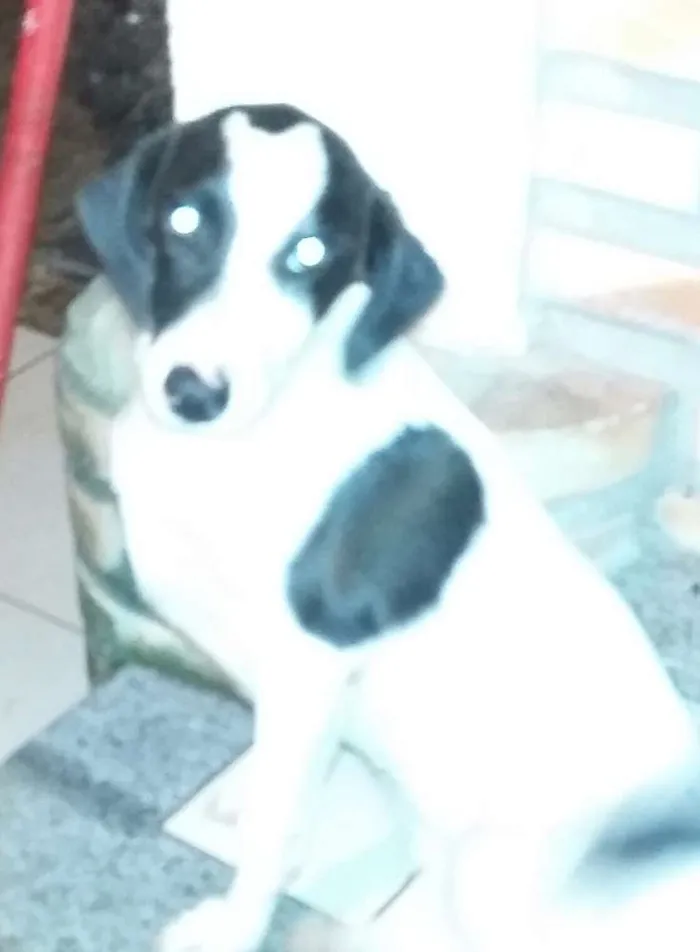 Cachorro raça Virá lata idade 2 a 6 meses nome Boby / Xuxa 