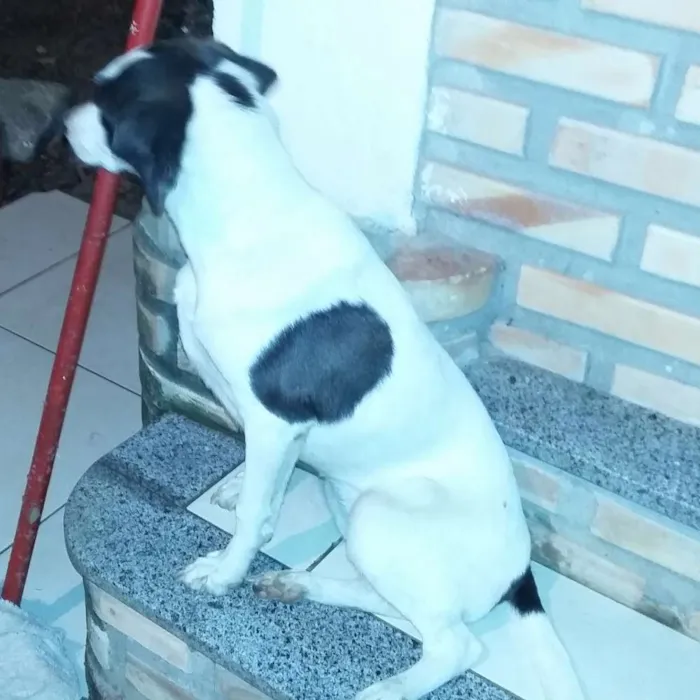 Cachorro raça Virá lata idade 2 a 6 meses nome Boby / Xuxa 