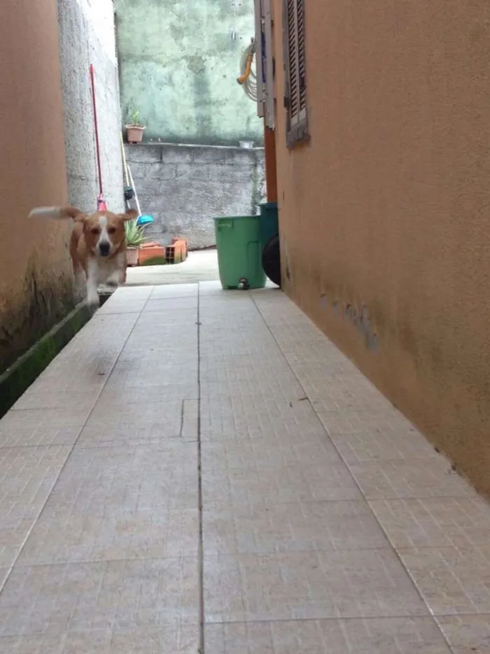Cachorro ra a Beagle idade 3 anos nome Bigu