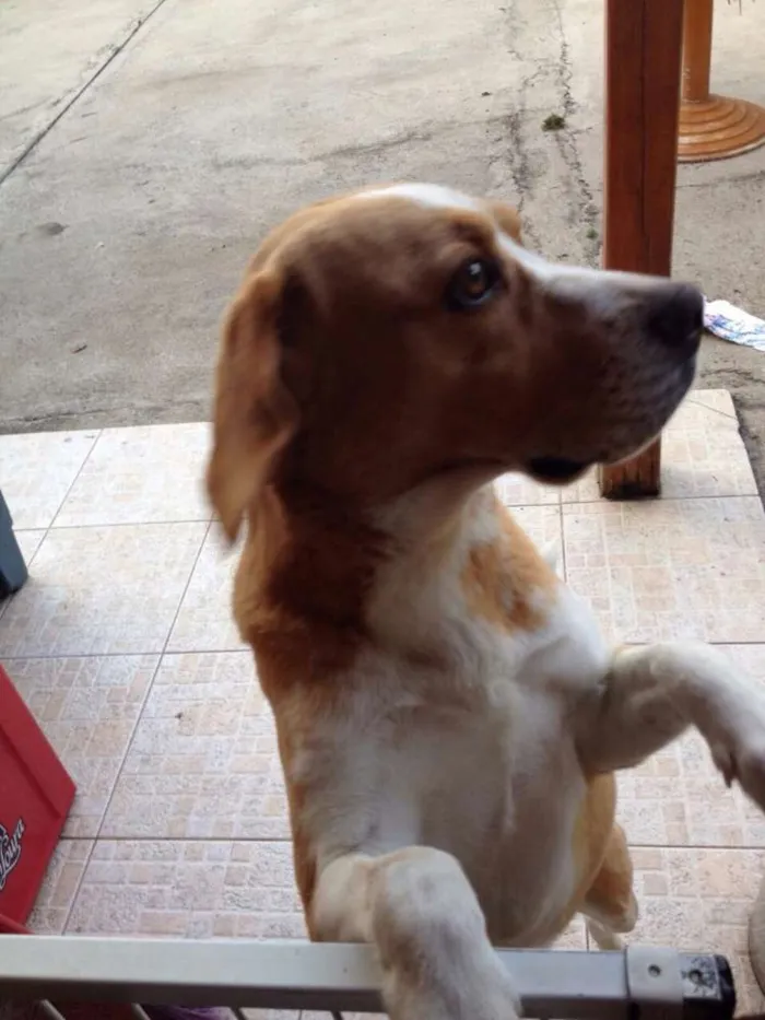 Cachorro ra a Beagle idade 3 anos nome Bigu